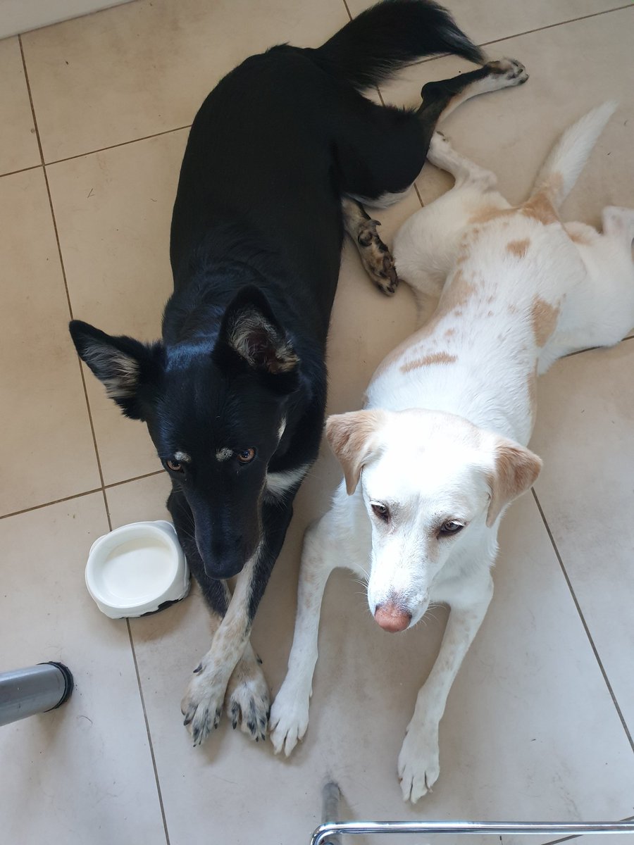 rach0907's tweet photo. @andymather1 @IanMillerbrad @resophonick @updayUK Absolutely! Plus look at my dogs from this morning ๐
#TouchingPaws https://t.co/rMZPXgshPI