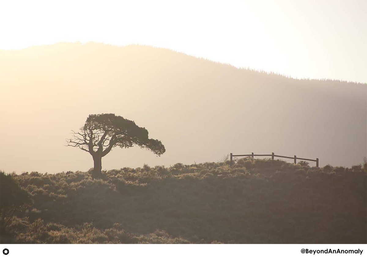 Featured_Collec's tweet image. Photography by: @BeyondAnAnomaly

Tag us for a Feature:
#TheCapturedCollective

#Photography #SingleTree #Nature #Mountains