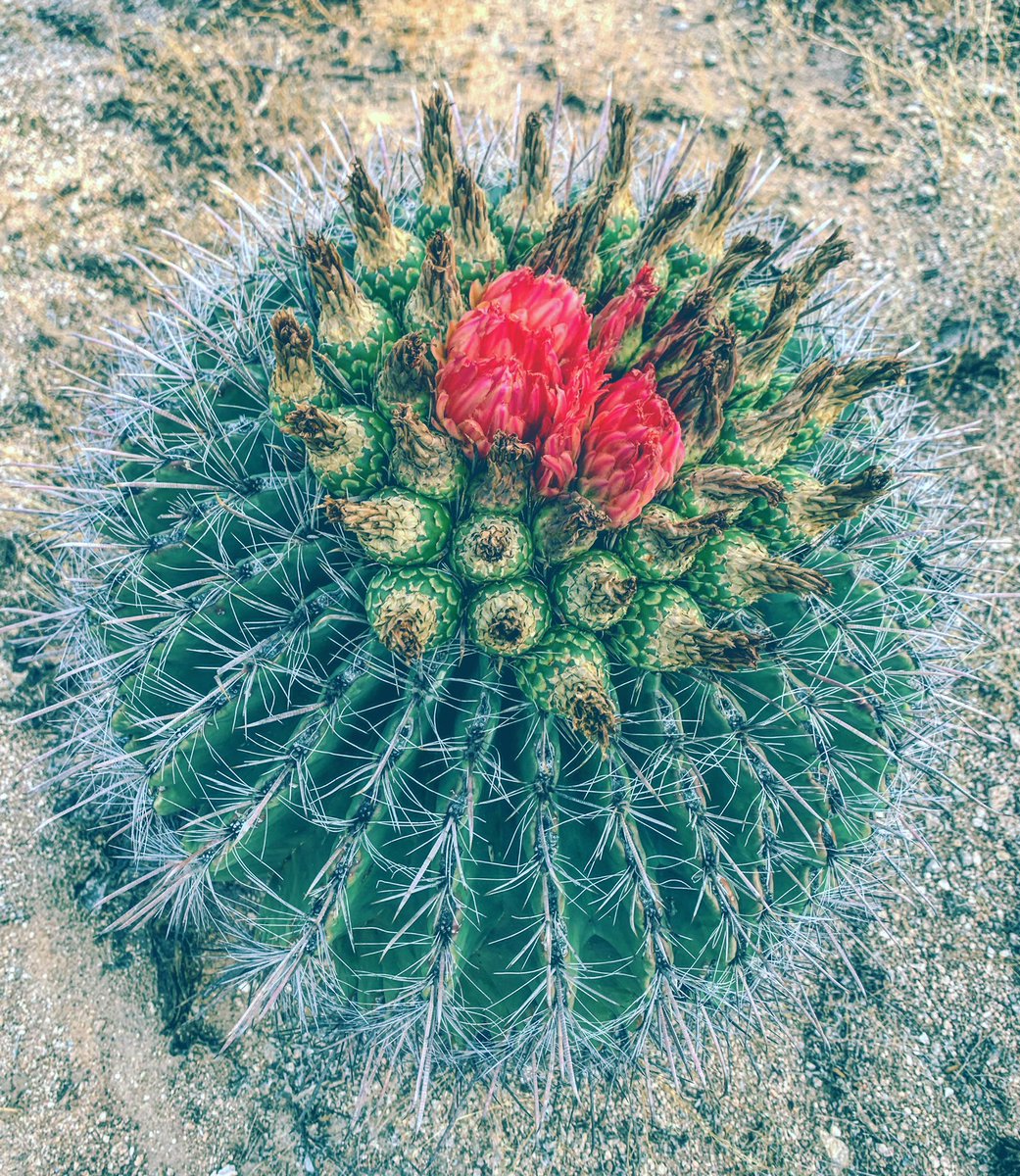 Feathery delicate baby cactus blooming offtrail this morning in @SabinoCanyonAZ #highdesertbeauty #tucson @FriendsSabino @VisitTucsonAZ