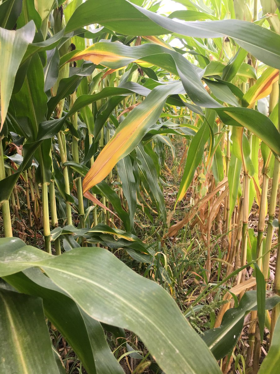 Received some pics from a customer who is always giving me the gears , thankfully 

Actual nutrients applied 

92-0-23 5 Mg y drop V8

Vs

115-0-52 11Mg 21S PPI