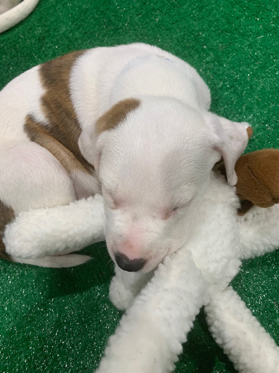 AliDessMD's tweet image. Pathologists and puppies. Brilliant. #CAP19 #cap19orl