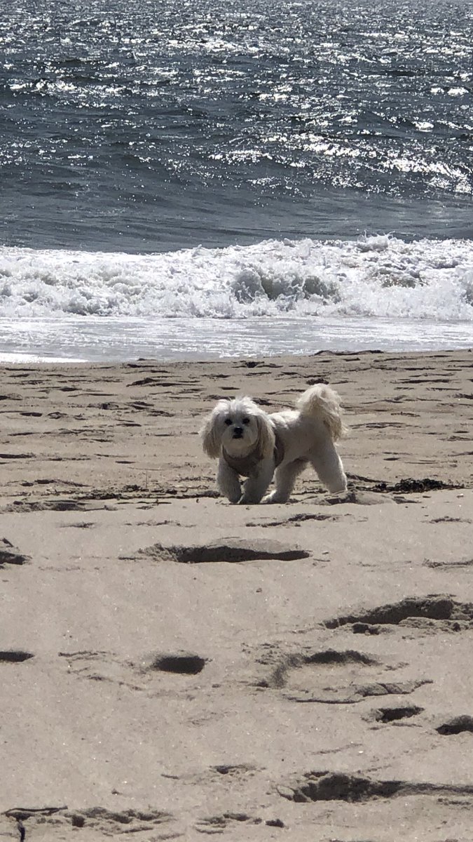 MariaBartiromo's tweet photo. Tomorrow my precious Dusty will make her TV debut when she joins on @MorningsMaria @FoxBusiness @ 7am et we will discuss #organic dog food. Please join us @JackieDeAngelis @KevinRKelly_ @JonathanHoenig & a big lineup thanks @petcofoundation @Petco #AdoptDontShop https://t.co/lhgcUYsRFt