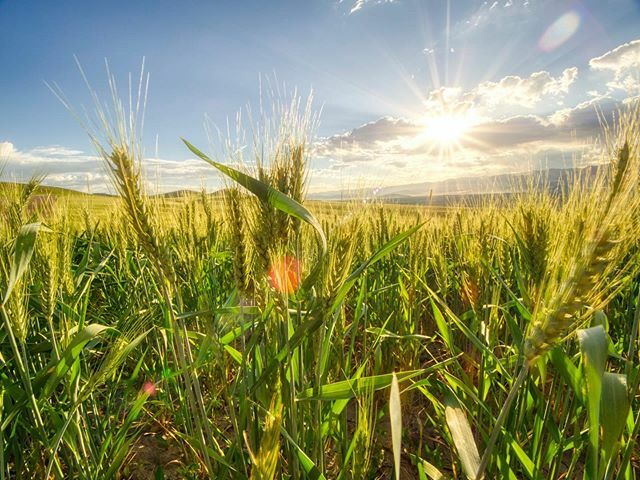 I got to spend some time with @meltorrie in Cache Valley, Utah, making pictures the other day. There’s just something about that place. After making this picture, we saw some mule deer bucks making a breakfast in the wheat. I made this with my new 7-14mm… ift.tt/2kZamoB