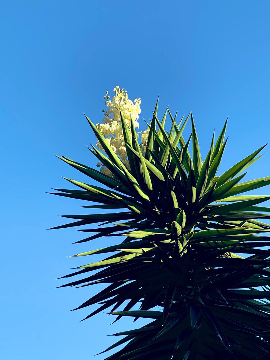 CaroPardilla's tweet image. Isn’t it funny how when you get a new cameraphone suddenly everything seems more photogenic? #appleiphone11pro