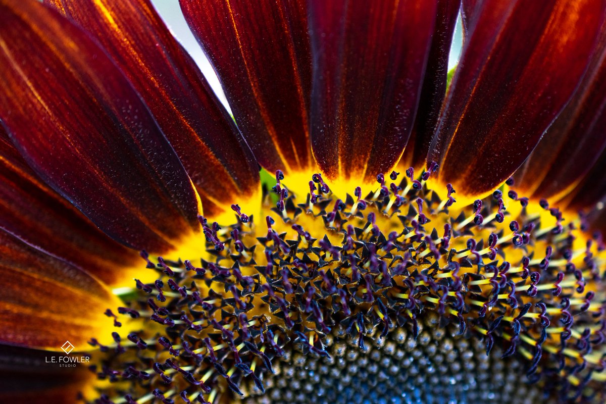 lefowlerstudio's tweet photo. #sunflowers #Nikon #nikonphotography #macrophotography #macro #flowers #nature #bee https://t.co/tpLKczBj0n