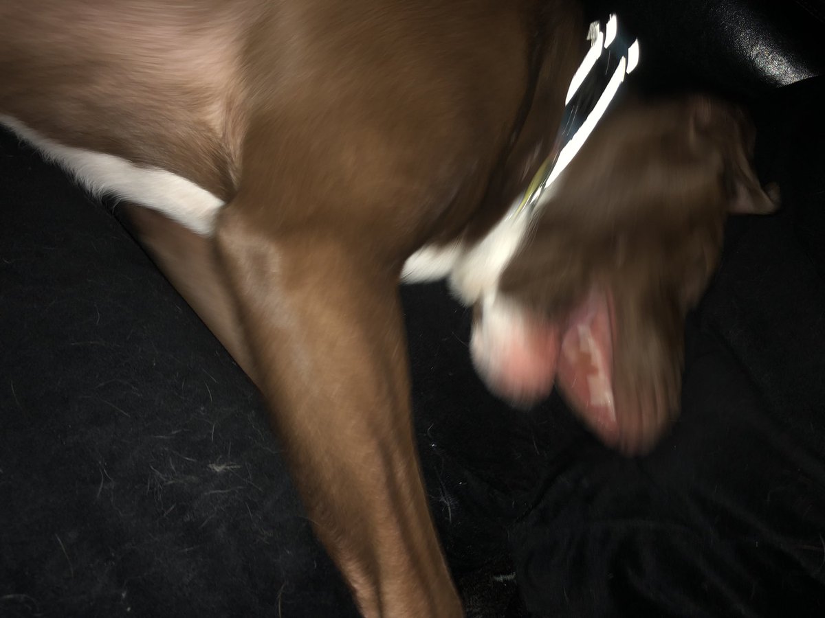 1NOnlyPhenix's tweet photo. Mom wants to read and I wanna be a goof guess who wins not mom ๐คฃ๐คฃ#DogsofTwitter #biggoof #dogsarefamily #dogsarelove #unconditionallove https://t.co/fsU1EBIwe1