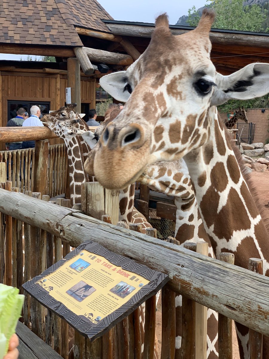 TheRealMikeRach's tweet photo. Yo! I got to feed giraffes today! https://t.co/hRncCSfAWe