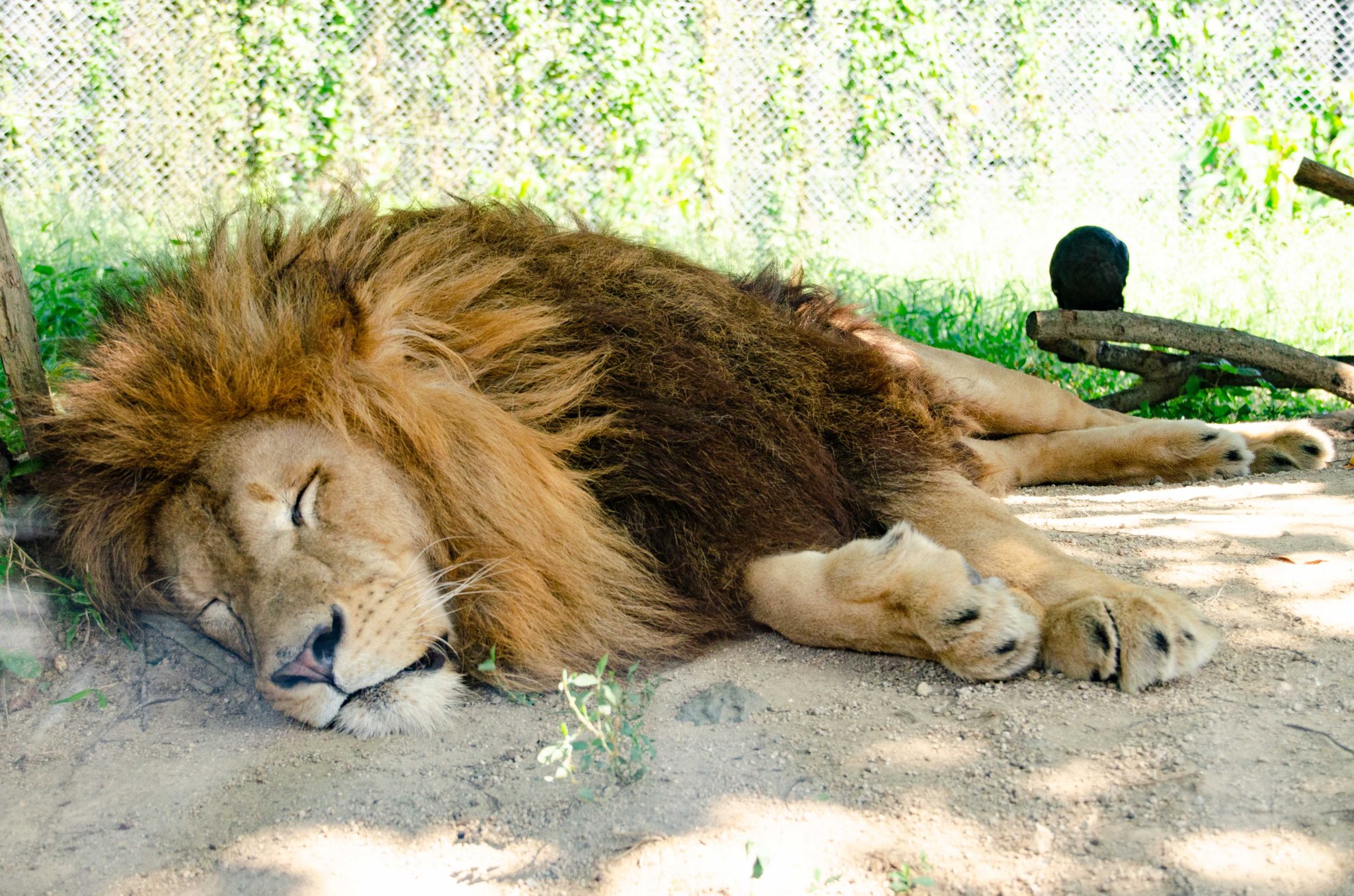 アース 無防備なライオンと凛々しいライオン 寝てる方は車から1mも離れてない 笑 姫セン ドライブスルーサファリ サファリパーク ライオン ファインダー越しの私の世界 Lion Safaripark T Co 9obf5ebxay Twitter