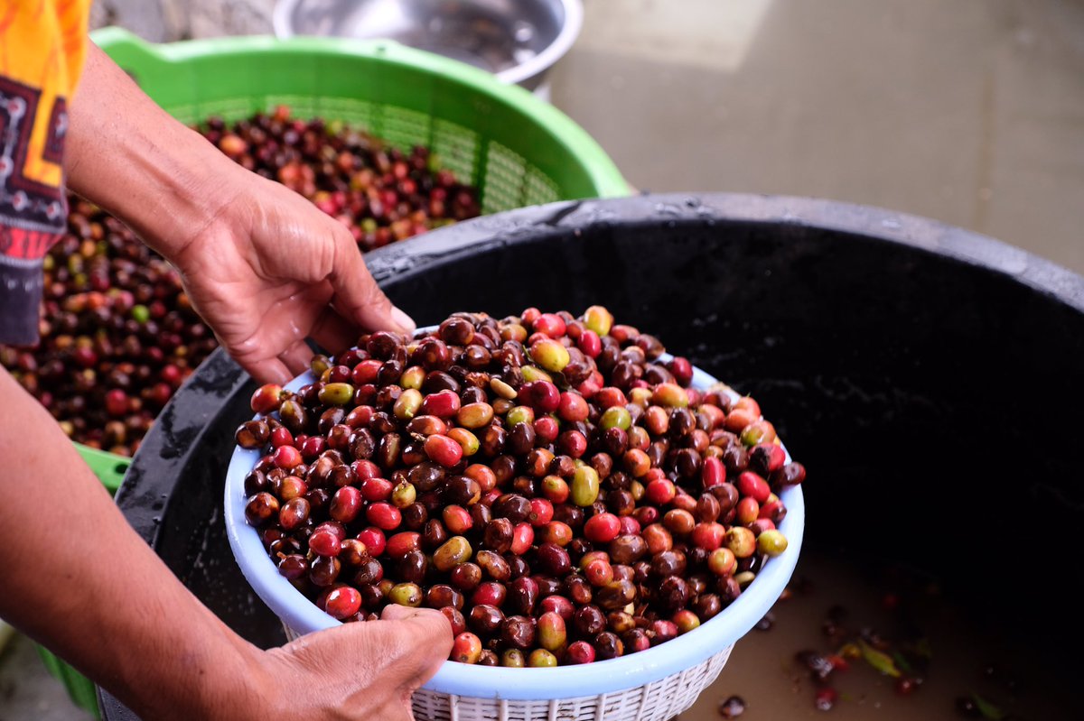 TabodoCoffee's tweet photo. Apa harapanmu untuk petani kopi kedepannya? #HariTaniNasional2019 #tabodocoffee #kopihumbang #kopilokalindonesia https://t.co/imjILCf80R