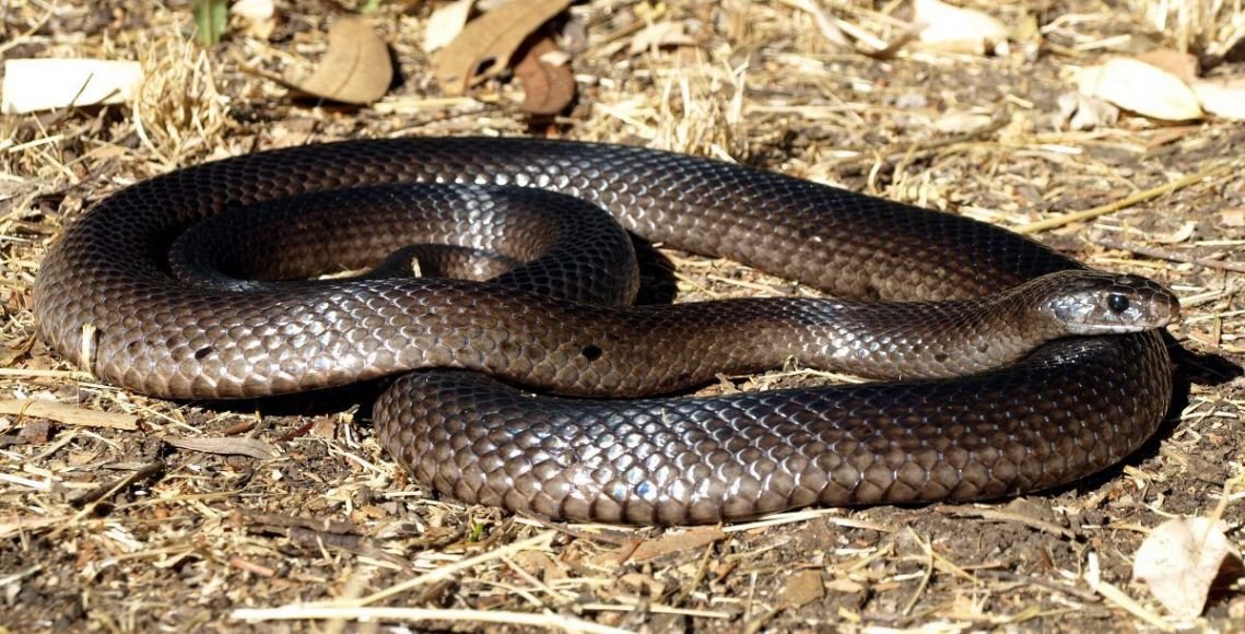 termitesPerth's tweet image. Warnings have been issued across WA as the number of snake bites being reported continue to rise!

Be prepared - make sure you know what to do if you get bitten and use the tools available to ensure the emergency services can quickly locate you!
bit.ly/2mBGuyK