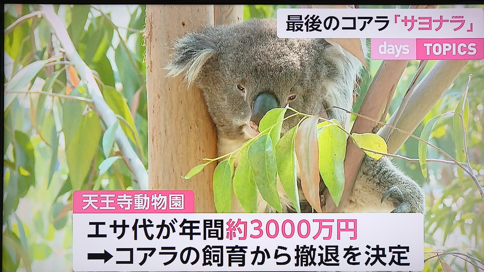 Take7700 天王寺動物園 コアラの飼育から撤退 エサ代だけで年間約3000万円かかっていた ﾟ ﾟ アーク はイギリスの動物園へ 天王寺動物園 コアラ アーク イギリス行き T Co Jfu1kws5xl Twitter