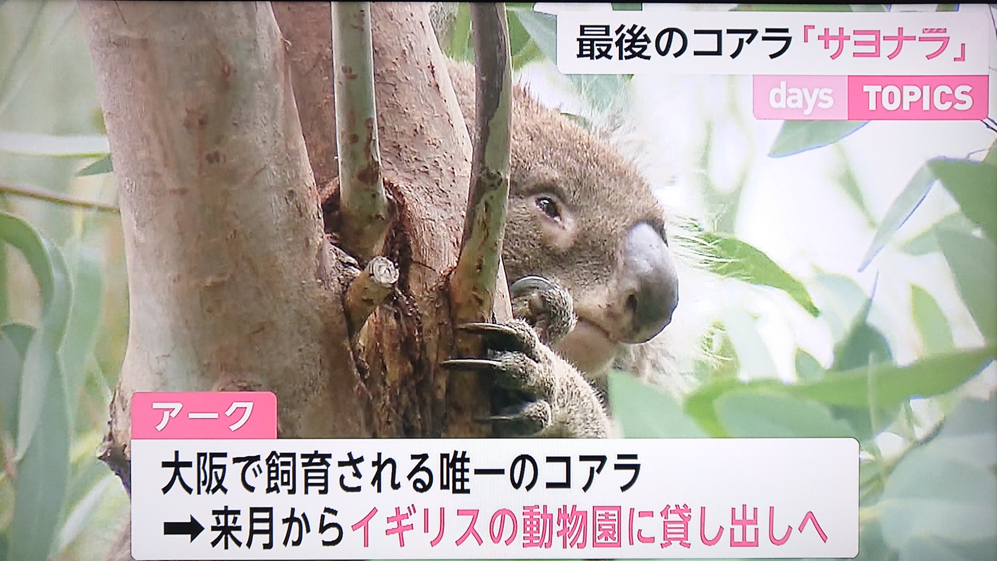 Take7700 天王寺動物園 コアラの飼育から撤退 エサ代だけで年間約3000万円かかっていた ﾟ ﾟ アーク はイギリスの動物園へ 天王寺動物園 コアラ アーク イギリス行き T Co Jfu1kws5xl Twitter