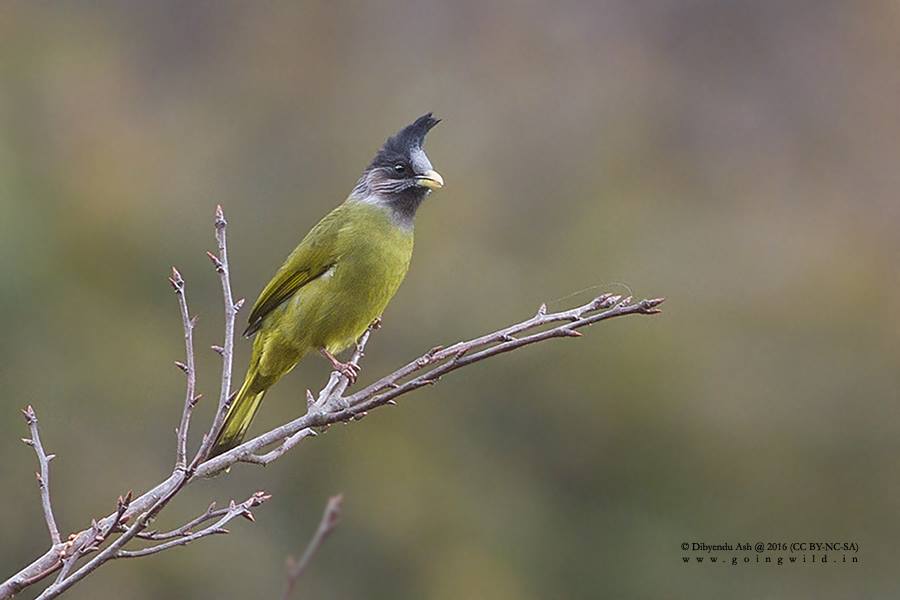 dbndsh's tweet photo. The beauty of Nagaland Birds 
@dbndsh
 
@GoingWildLLP
#Nagaland #Birding #RAREBIRDS #BirdingIndia
Check the link: https://t.co/IWL6BejfUB https://t.co/57yG8k99vM