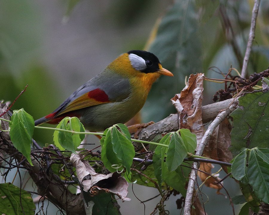 dbndsh's tweet photo. The beauty of Nagaland Birds 
@dbndsh
 
@GoingWildLLP
#Nagaland #Birding #RAREBIRDS #BirdingIndia
Check the link: https://t.co/IWL6BejfUB https://t.co/57yG8k99vM