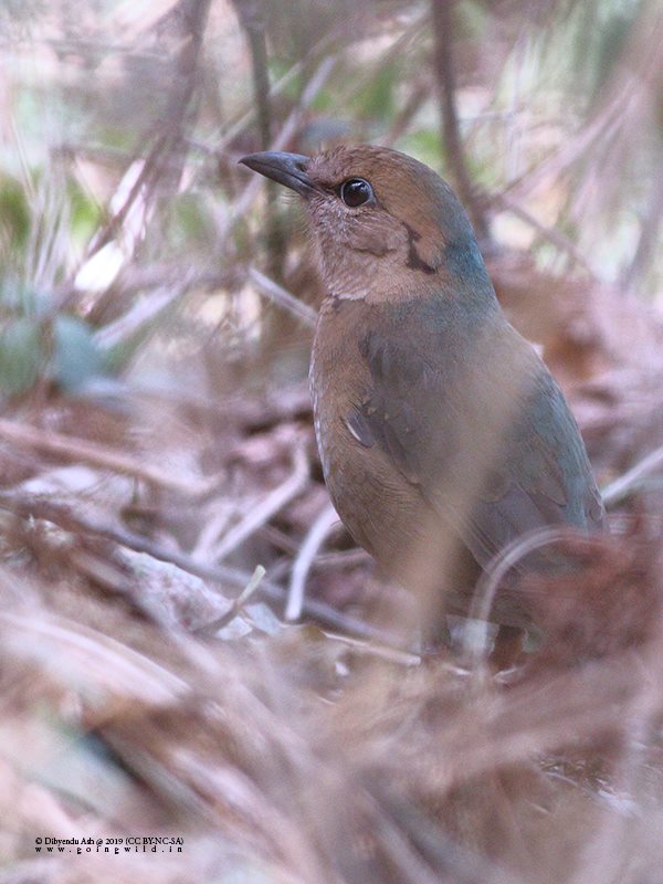 dbndsh's tweet photo. The beauty of Nagaland Birds 
@dbndsh
 
@GoingWildLLP
#Nagaland #Birding #RAREBIRDS #BirdingIndia
Check the link: https://t.co/IWL6BejfUB https://t.co/57yG8k99vM