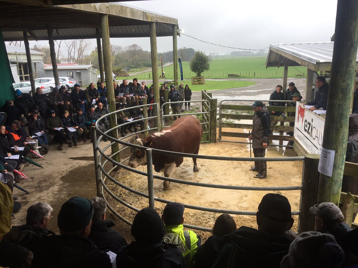 Bit wet at the <a href="/MorrisonFarming/">William Morrison</a> Ardo Hereford Ezicalve bull sale today. But a good turnout and I got what I needed from the sale 👍