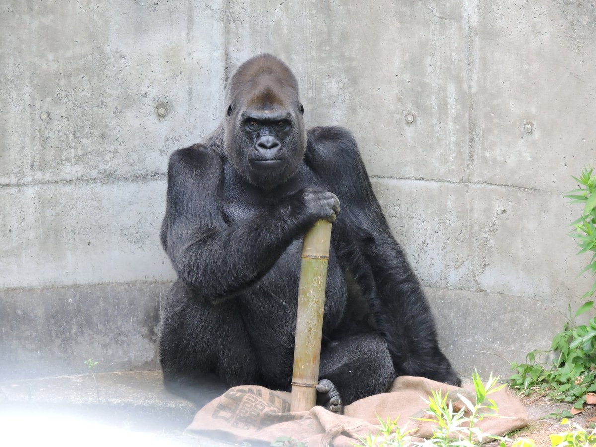 かべちょろ Twitter પર ドアップすぎてビンドンさんのカッコよさが伝わらないのでもう1枚 居合の達人のような佇まい 15 8 11撮影 福岡市動物園 ニシローランドゴリラ ゴリラ 世界ゴリラの日 Worldgorilladay