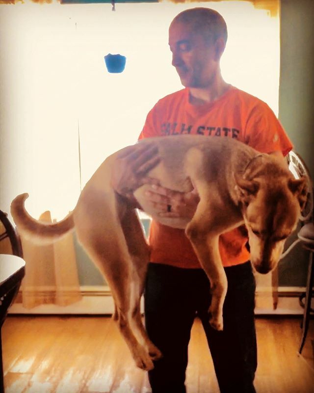 PitskyBrothers's tweet photo. Still a lil lap puppy just XL. #pup #puppy #dog #doggy #cachorro #30kilos https://t.co/h6yMzD99gj https://t.co/l66v08h54E