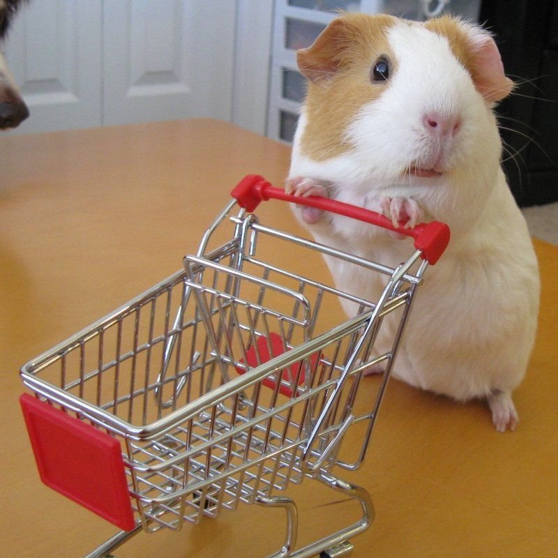 TheFunYou's tweet image. Sorry little fella, but your shopping cart may be a wee bit small for the items we have in stock...