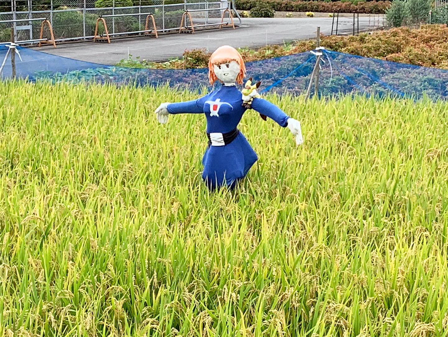 金色の田んぼに降り立つのはｗｗ蒼き衣を纏うカカシｗｗｗ