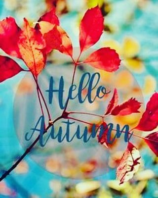 ConureFeathers's tweet photo. #HelloAutumn 🍂🍁I'm so glad to see summer go. Its about time we got reacquainted again old friend. 🥰🌾🌻🍁🍂🧡 https://t.co/e72bBbr73o