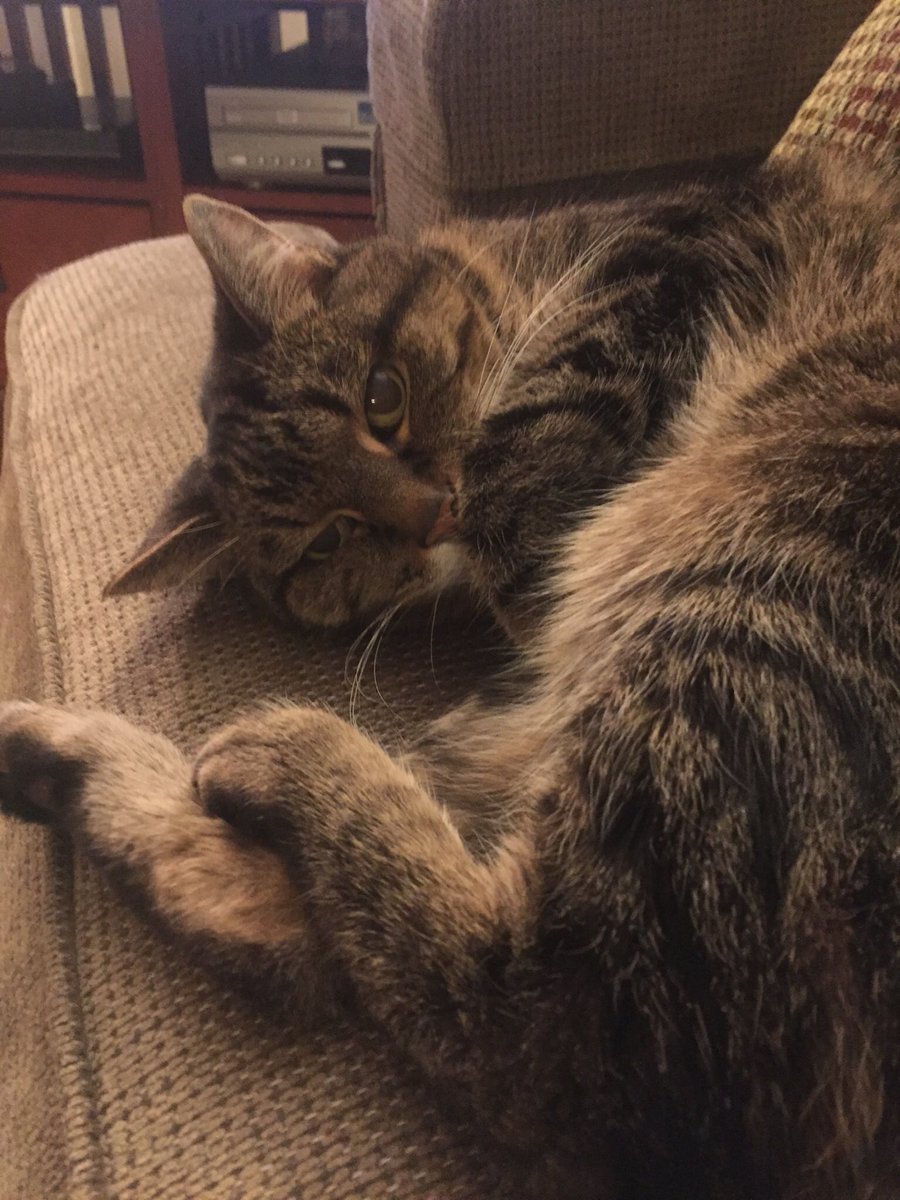 Ezra the Tabby tweet media