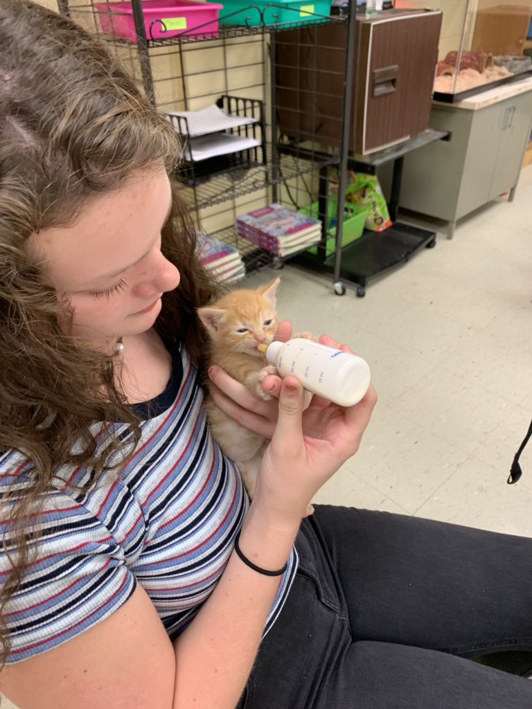 msease4's tweet photo. The small animal care classes had the greatest. day. ever. Karen Rushok, licensed veterinary technician at Countryside Veterinary center, came by to tell us all about her awesome career and teach us how to bottle-feed 4 week old kittens! #teamamelia #raidernation #idonthatemyjob https://t.co/ELuLgHkKGY