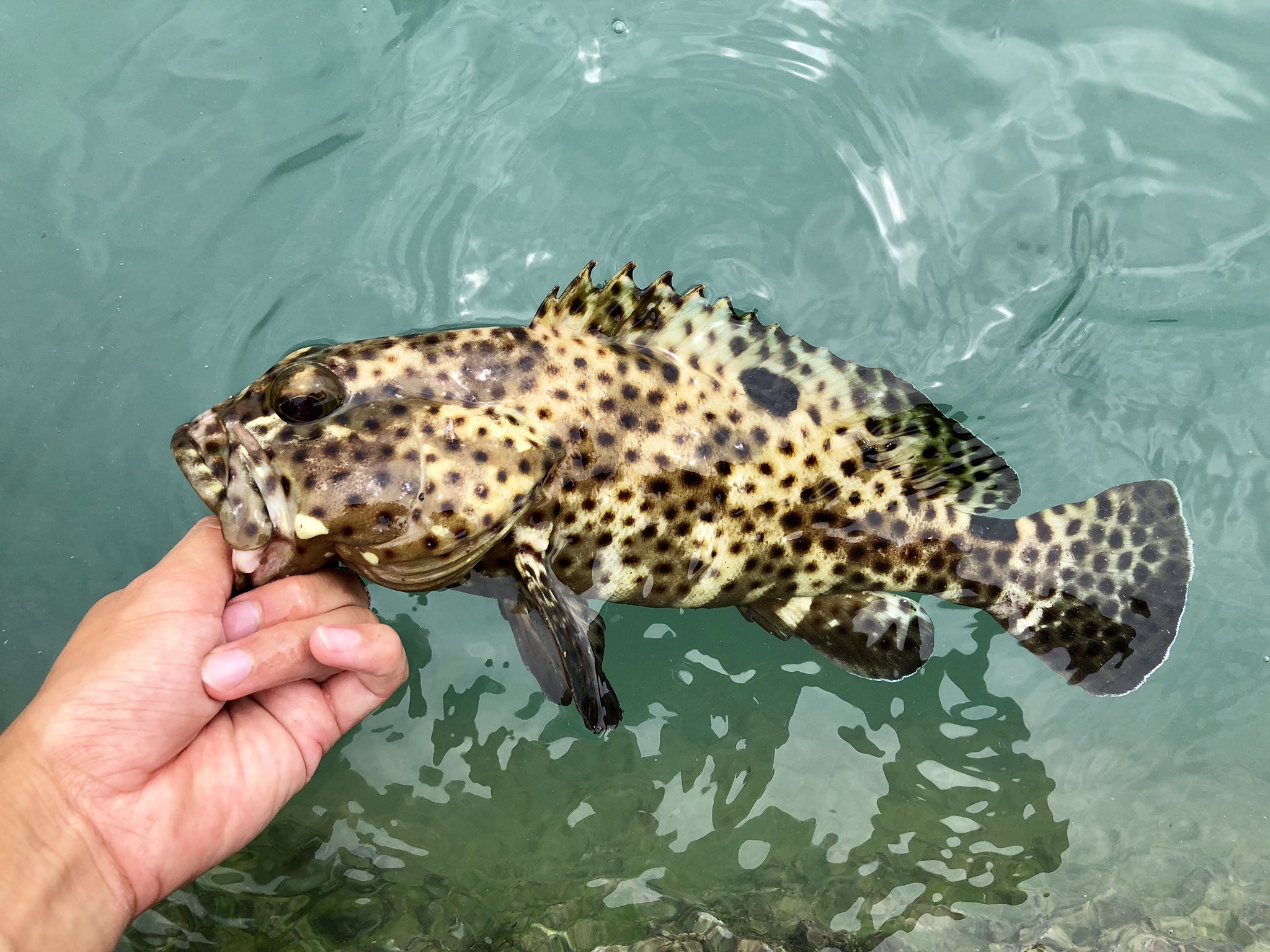 とらうつぼ やっぱりハタ科の魚は最高にカッコいい T Co Qex7bkumv4 Twitter
