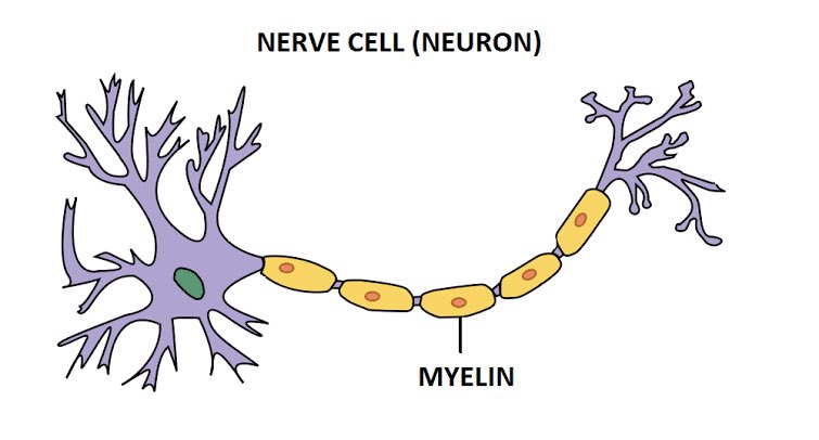 Anybody know how MS affects our nerves ?!