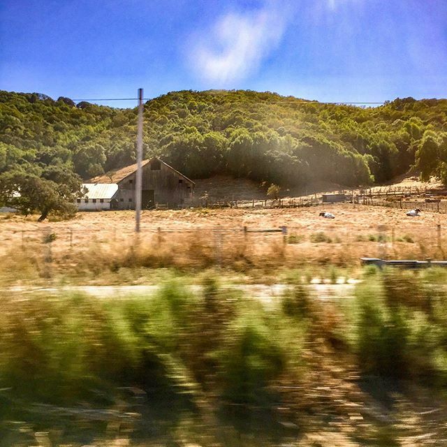 mspamila's tweet photo. Outside Santa Rosa, CA. Smudgy bus window. Lazy cows. #latergram #sharingbackwards #landscape #barn #buswindow #55 https://t.co/FY3WLiQl1Y https://t.co/rtVvnhd41T