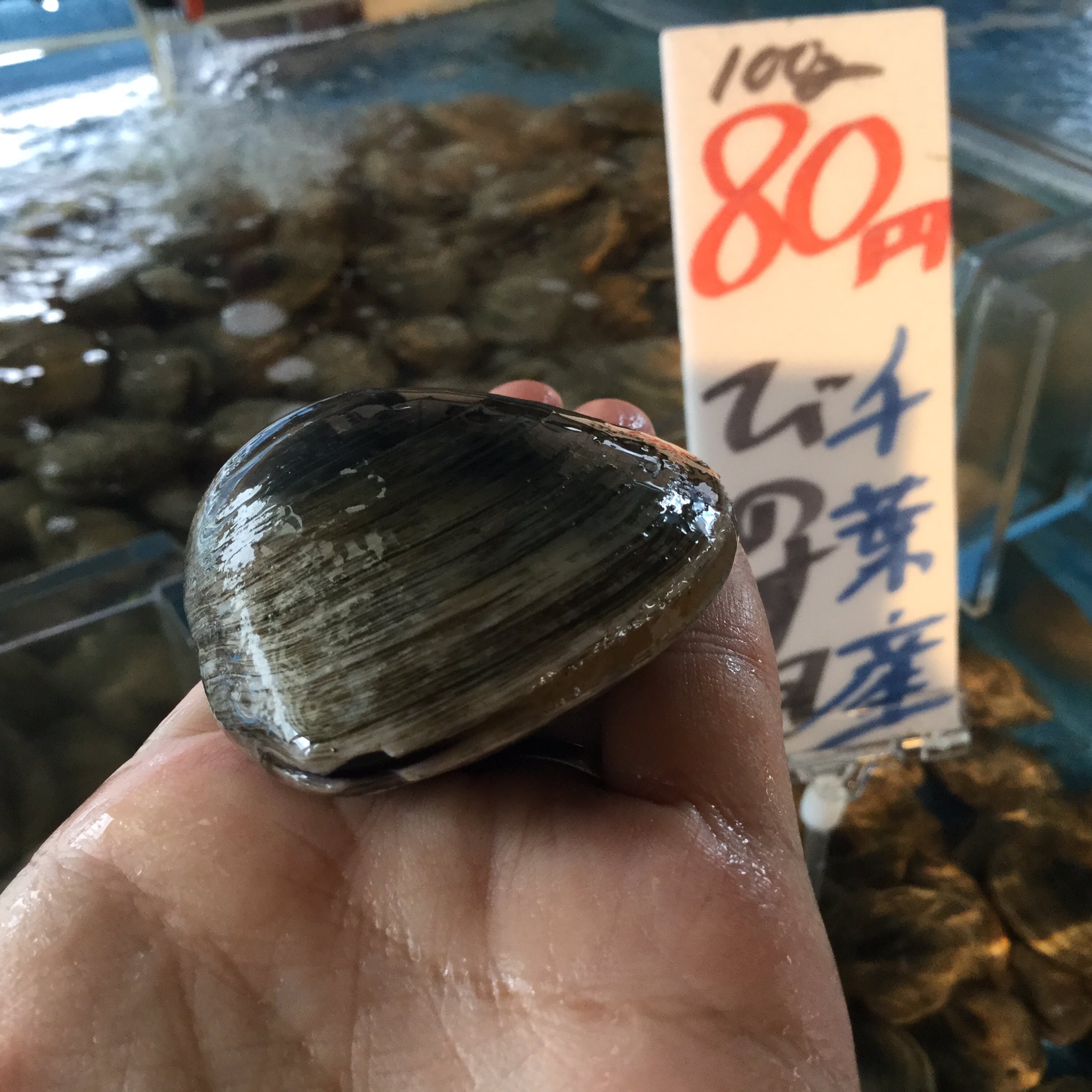 万代島鮮魚センター 公式 何度も言う 今日は本当に入荷が少ない だけど そんな中 水槽に入ってきたのはビノス貝 標準和名はホンビノス貝で クラムチャウダーに使われているのはこの貝 今日はほっこり 温かい料理が恋しいです ㅂ
