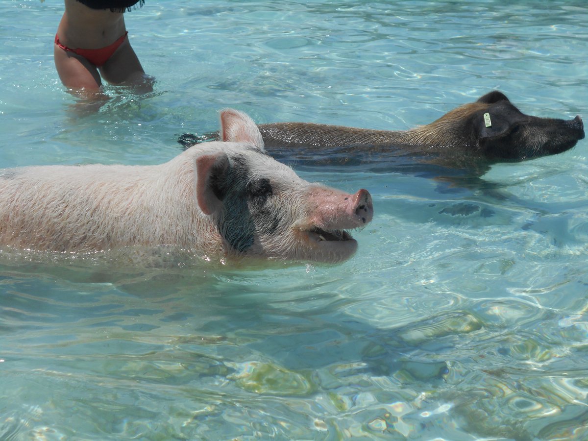 ユーラシア旅行社 公式 世界旅情報 Ar Twitter 先日大型ハリケーンドリアンに襲われたバハマ 不幸中の幸い 泳ぐ豚たちは台風を切り抜けたようで 復興に向かおうとする現地の観光セクターにとっても希望の星の一つだそうです バハマ ハリケーン ドリアン