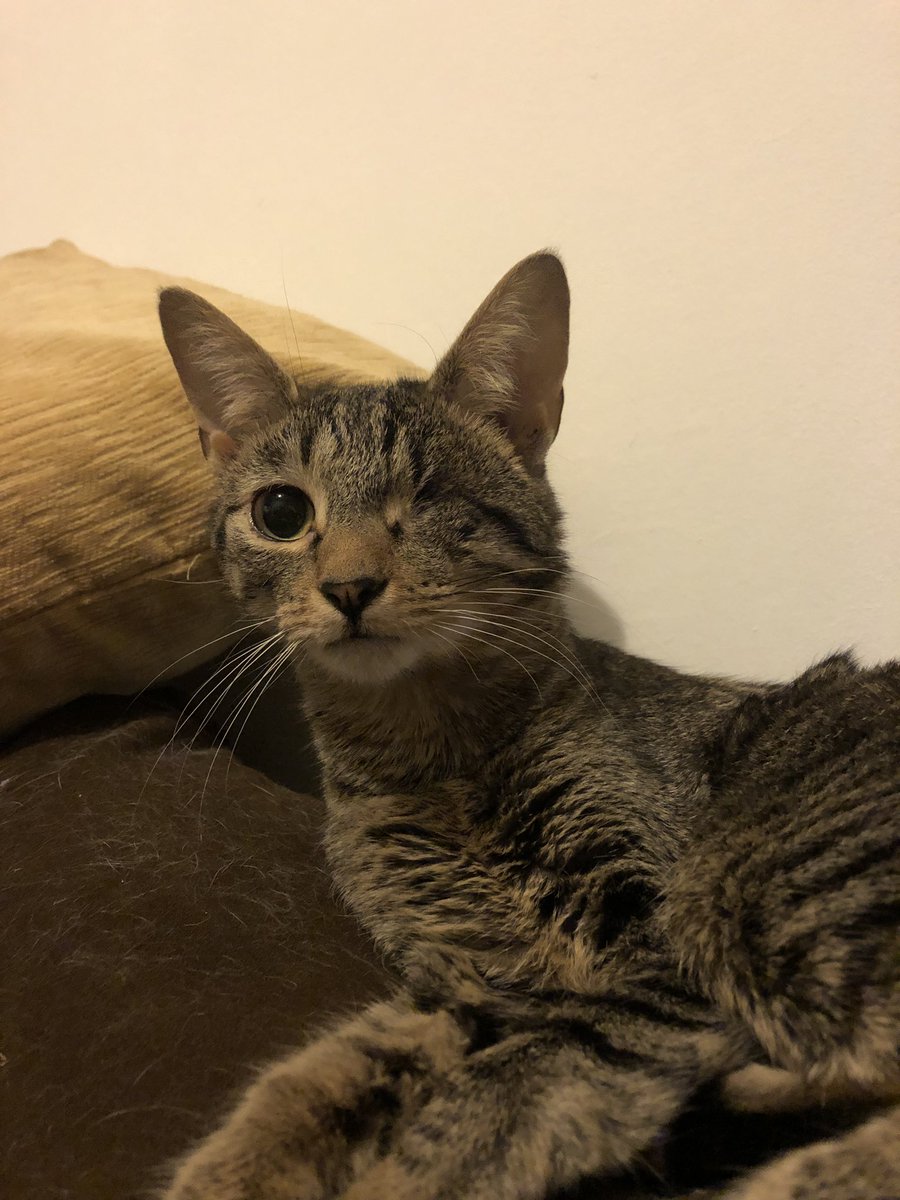 Bonecondor's tweet photo. Hey farm friends: need a mouser? Meet Bacon. She doesn’t know how to be an inside cat (she’s not sure what a litter box is.) I can’t give her to a shelter, she will be put to sleep. She needs to be outside. I’ll bring her to you. She’s medically fine, just dumb. DM me. https://t.co/YowhmmKg99