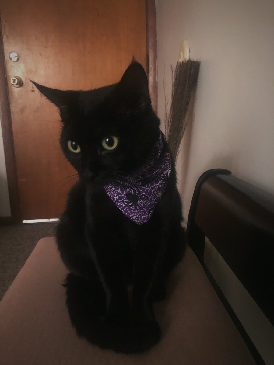 mmayajenson's tweet photo. happy fall from salem in her halloween bandana 🖤🕸🕷💜 https://t.co/wcSZdJqdsQ