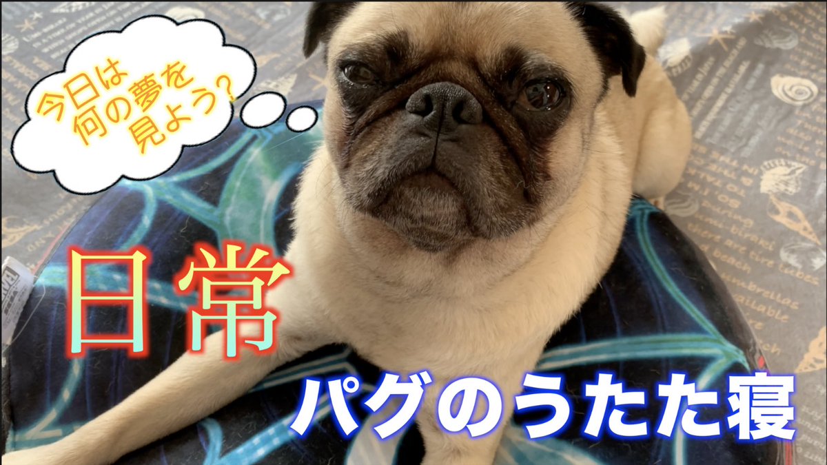 パグ犬リクの部屋 Youtube Auf Twitter 本日時から パグ犬リクの部屋 新着動画up予定です 今日の動画はパグのうたた寝 是非ご視聴下さい