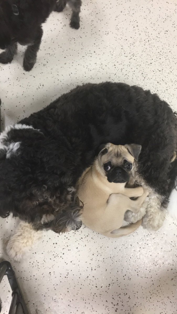 ButlerBethanie's tweet image. And in Daisy news, today a new friendship was formed with a tiny pup named Tom.@BarkTutor @ZakkOnAir