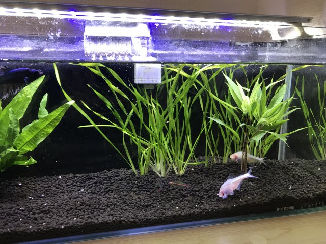 トロピカ 東京アクアガーデン アクアリウム初心者が 水草で失敗する理由 について考えました トロピカ T Co Xio10w7gig アクアリウム Aquarium 水槽 水草