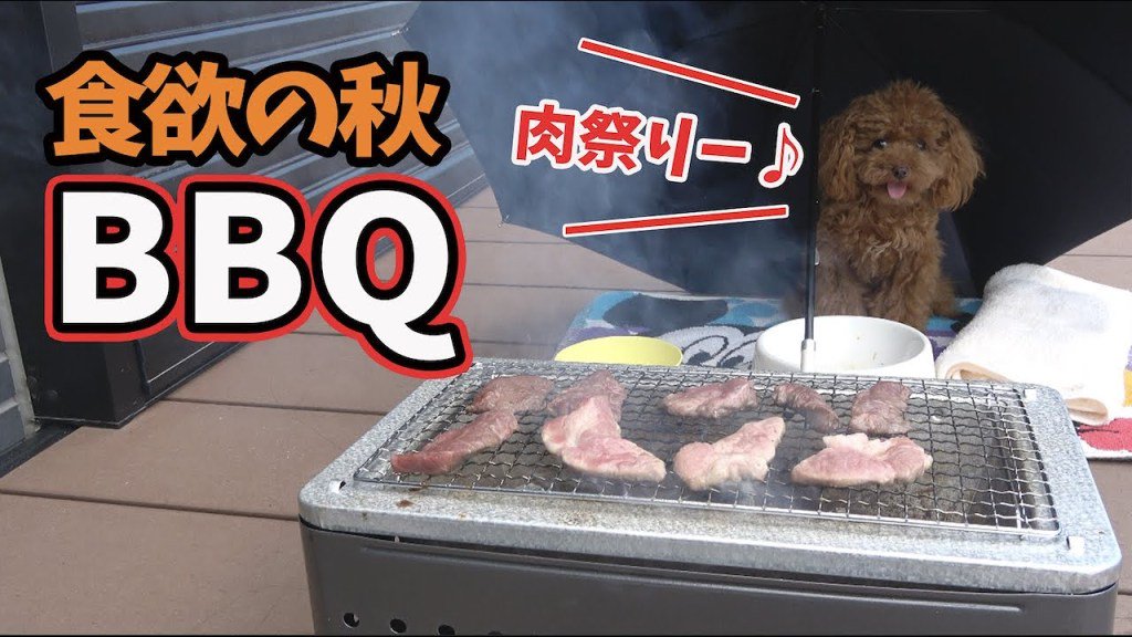 トイプードル動画