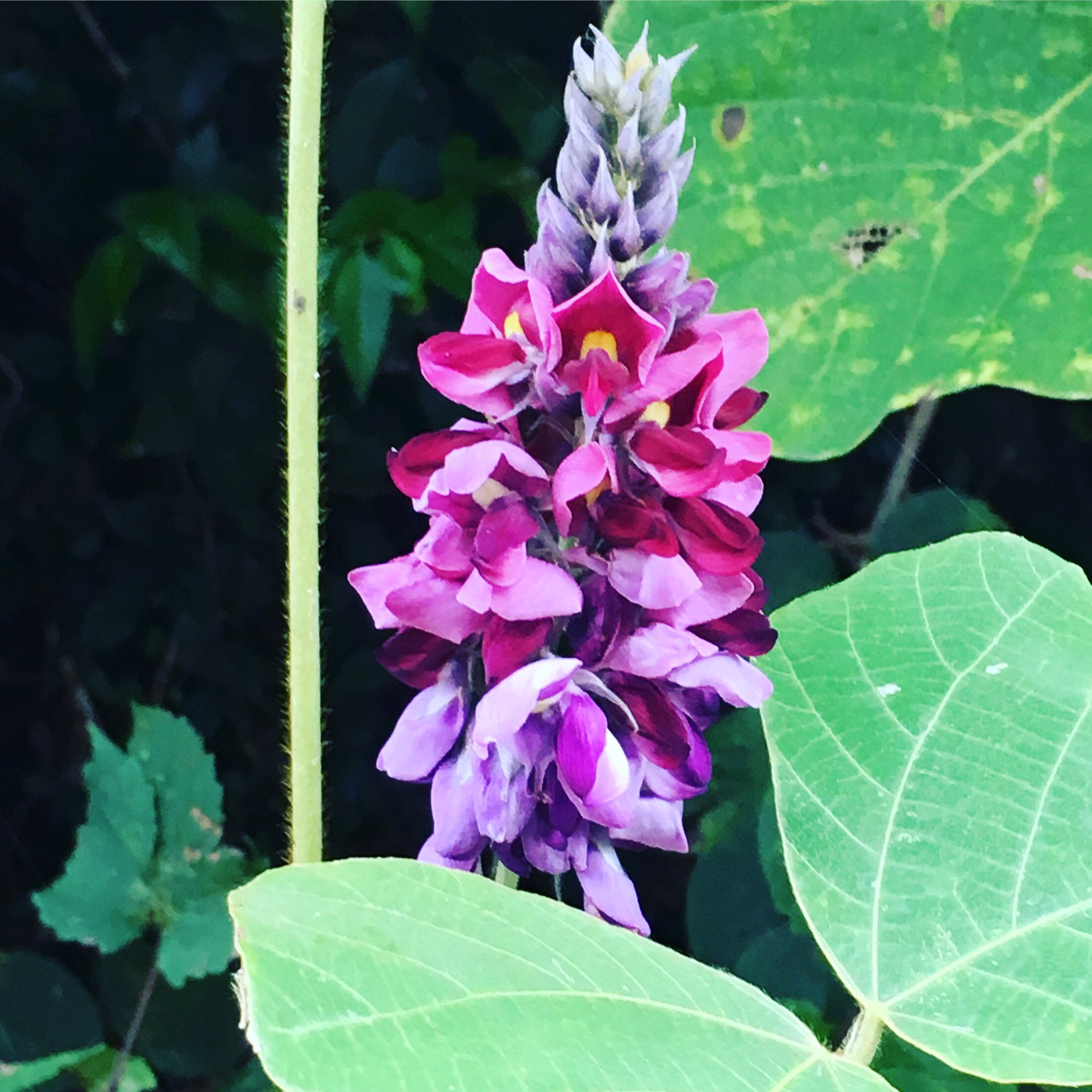 池ポチャ野郎 秋の七草 クズ 葛 裏見草 花 フラワー 秋の七草 つる性植物 漢方薬 葛根湯 くずきり 紅紫色の花 T Co Uje3utlfcv Twitter