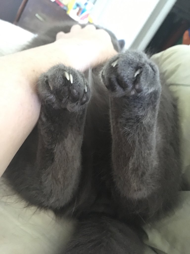 MaebyIsSweet's tweet photo. @Kissmypaw @rawr_mewller #KittyBeans #CatBeans #GreyCatDay #SevilleTheCat https://t.co/vhqtBAU2cG
