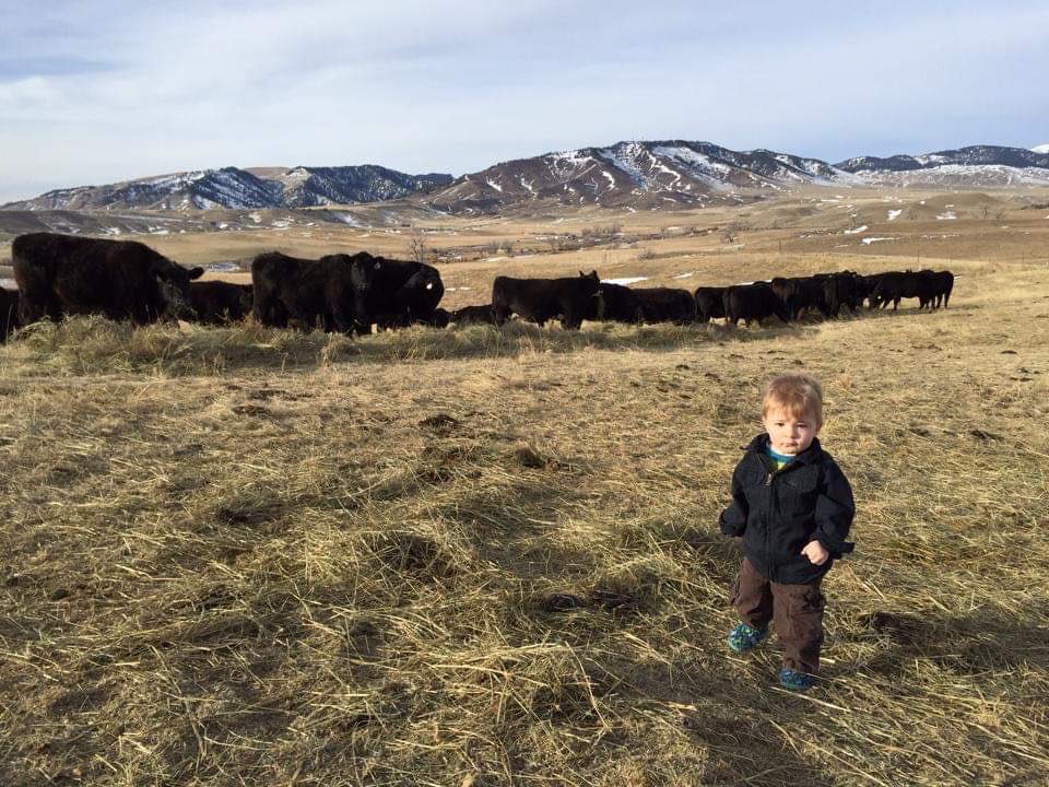 MarciaGoddard1's tweet image. @realDonaldTrump Raising cattle is the life I love and want to pass on to my children. Without #FairCattleMarkets to fix the corruption of the 4 packers and bringing back #COOL I may not have that option. American ranchers need your help now!