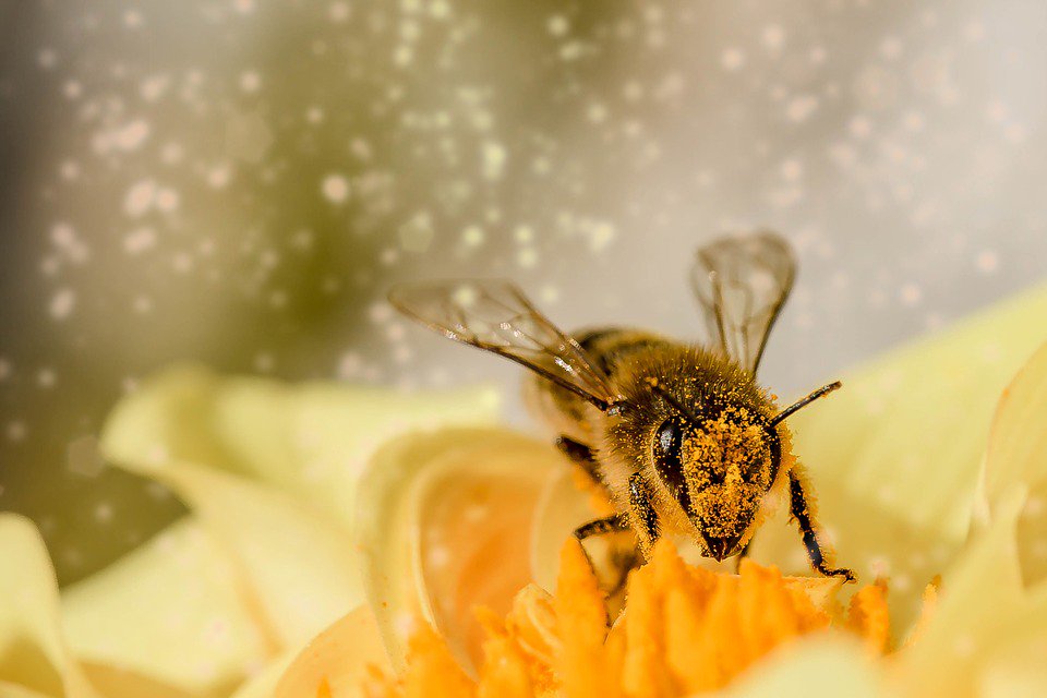 Research in Estonia (@researchestonia) on Twitter photo Could we use bees🐝to distribute pathogen destroying compounds directly to blossoming fruits🍓? Professor from <a href="/maaylikool/">Eesti Maaülikool</a> talks about an international research project in the latest issue of Life in Estonia magazine👉bit.ly/2mNrtKs
<a href="/EstoniaInvest/">Invest in Estonia</a> Could we use bees🐝to distribute pathogen destroying compounds directly to blossoming fruits🍓? Professor from <a href="/maaylikool/">Eesti Maaülikool</a> talks about an international research project in the latest issue of Life in Estonia magazine👉bit.ly/2mNrtKs
<a href="/EstoniaInvest/">Invest in Estonia</a>