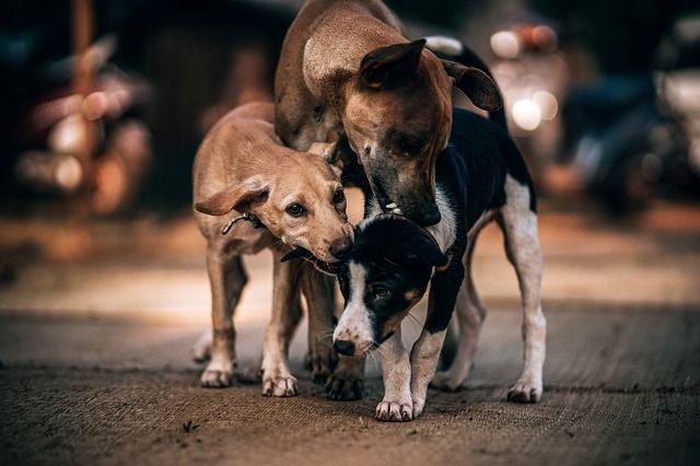 EddyKennel's tweet photo. The safety and security of your learners and employees is undoubtedly a top priority. We carry out security searches at instutions of learning to help have a condusive learning enviroment and #drugfree get in touch with us today
#safetyke #security #TuesdayMotivation #ikokazike https://t.co/Q0W6XzgHRp