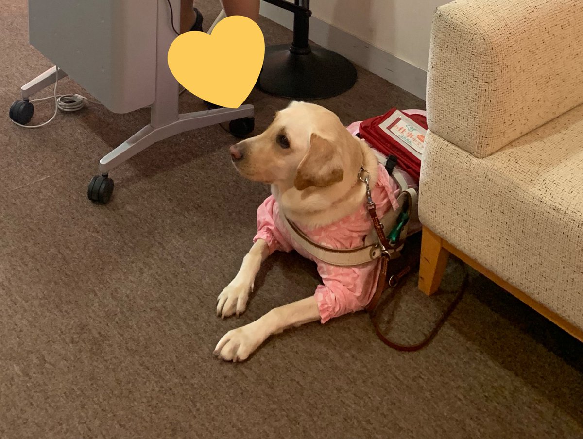 日本盲導犬協会 神奈川訓練センターよりお知らせ 9 25 水 27 金 の3日間 国際福祉機器展 にて 盲導犬 啓発イベントを実施します こちらのイベントでは 盲導犬以外の補助犬団体も参加します ぜひお話聞きに来てくださいね 時間 10 00 16 00