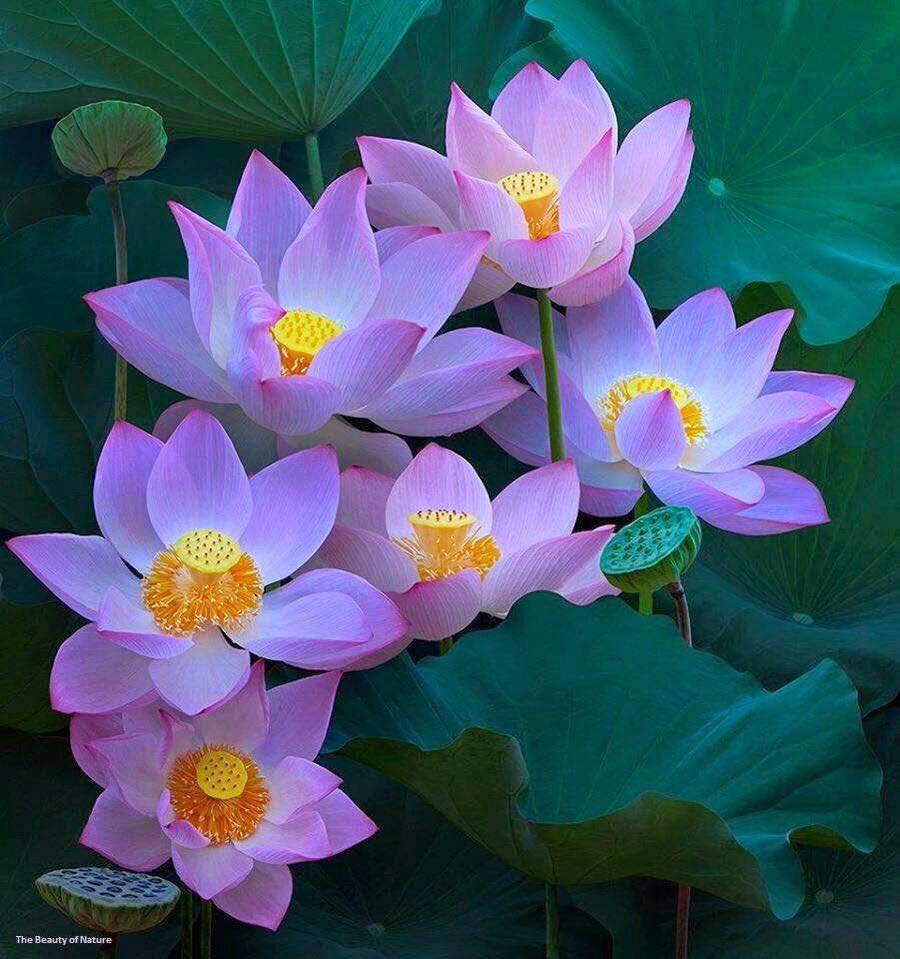 SunayanaPanda's tweet image. #SoftPower #HumanUnity #WorldPeace The arts will unite the world while politicians fight over petty things.