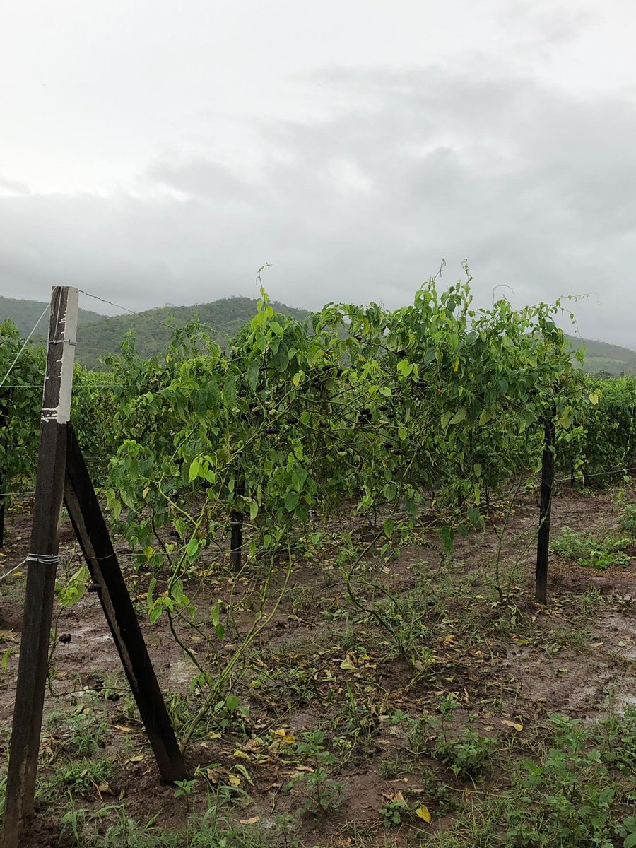 MarteraProducts's tweet photo. Travelling in Peru to see the Inca Inchi crops, but haven’t chosen the best day to do so. Tropical rain showers! #martera #peru #incainchi #sachainchi #amazon #organic https://t.co/oKCZPTCbY0
