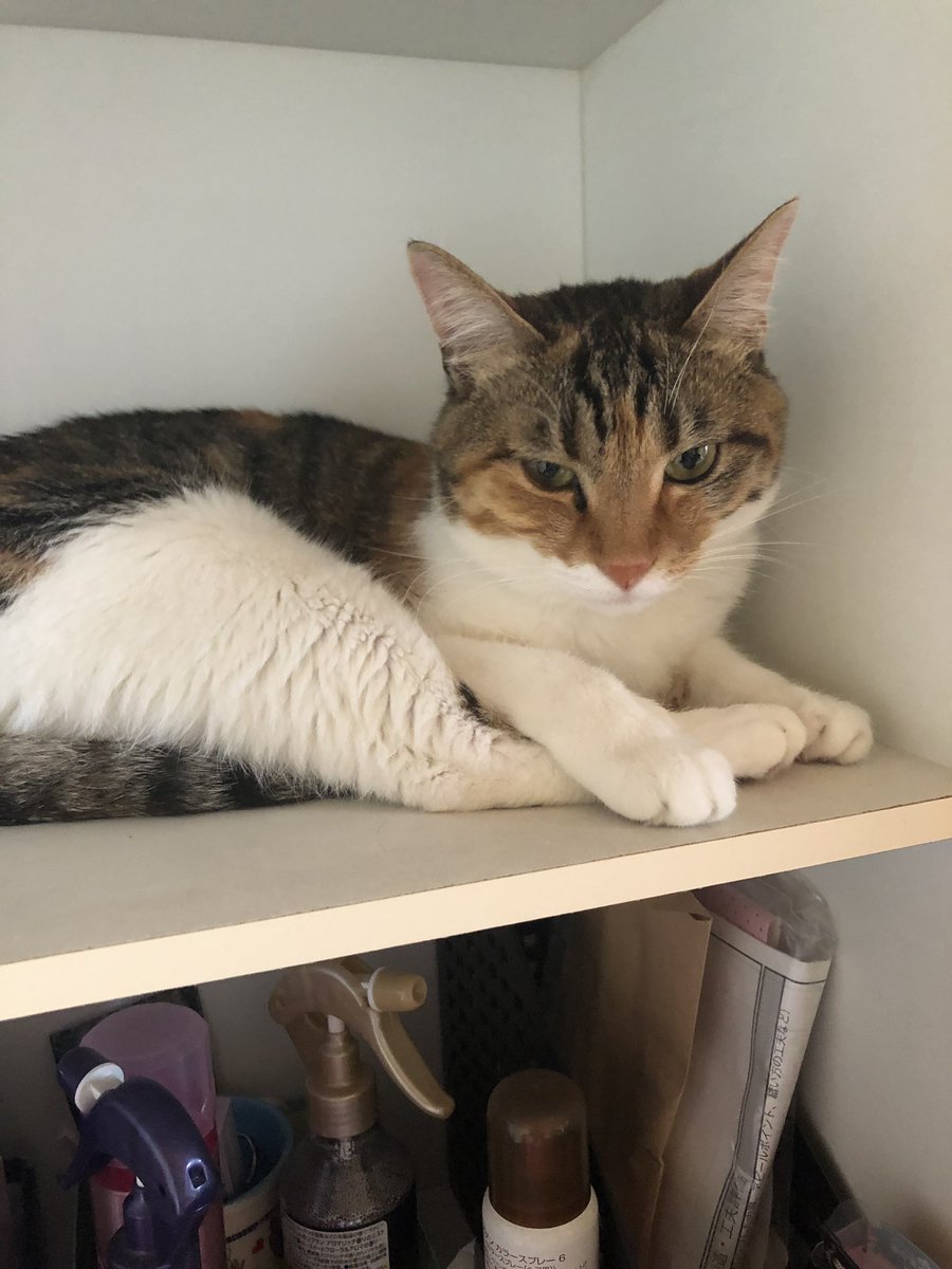 9月の悠木碧 6ページ目 Togetter