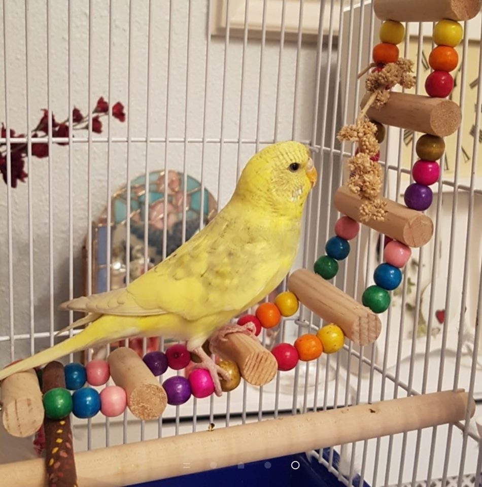 LocalHandbooks's tweet photo. *** LOST BIRD *** please share
Have you seen Ava, the yellow budgie? She escaped from her home in #CoalpitHeath #BS36 #Bristol #SouthGlos over the weekend.
If you spy her, please contact Finding AVA FB page
https://t.co/O0boi2tJbC
Please share, thank you https://t.co/kKL7jA5ypd