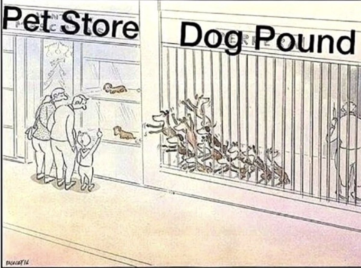 pottspointvet's tweet photo. #AdoptDontShop https://t.co/9pwGm6DEqm