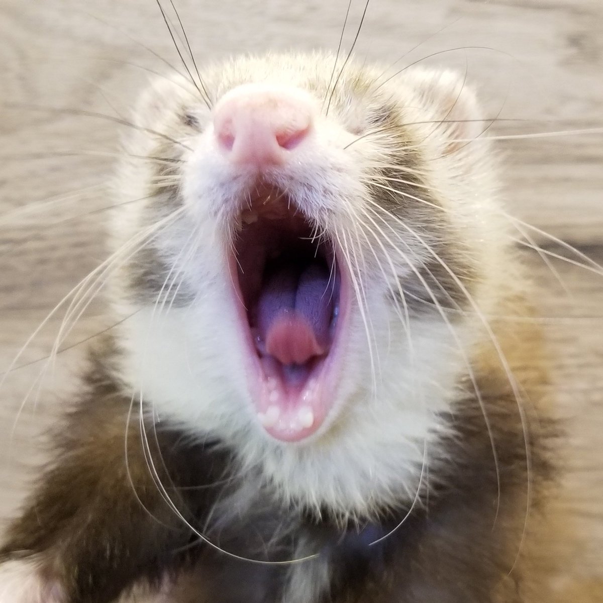 【フェレット専門店】フェレットワールド中野店 tweet media